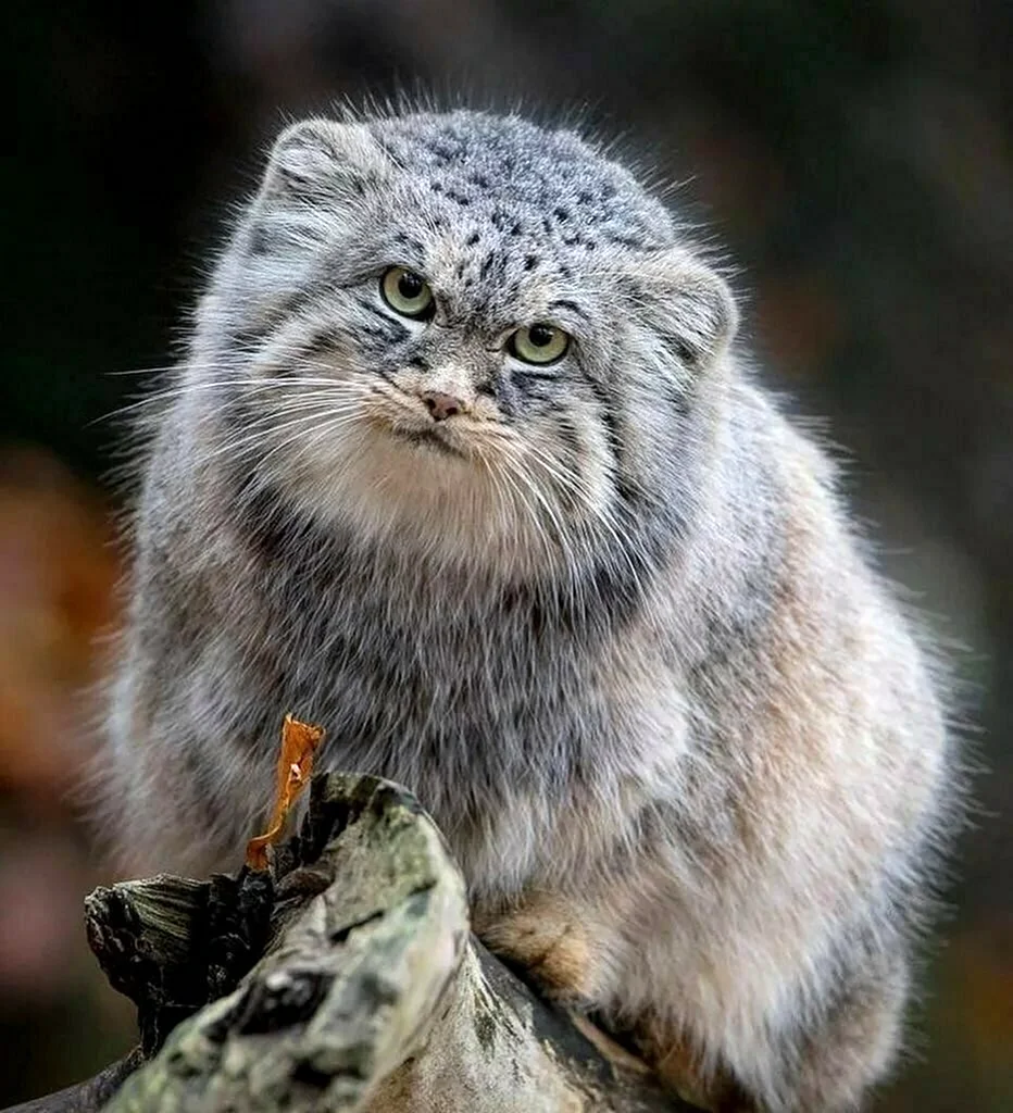 Манул палласов кот