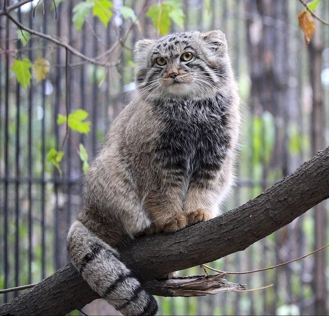 Манул палласов кот