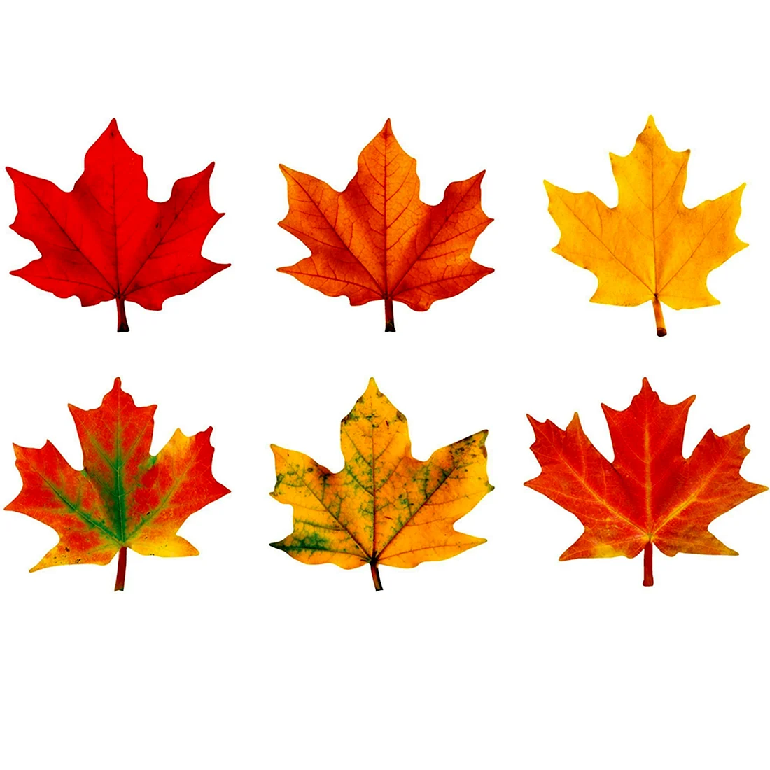Maple кленовый лист