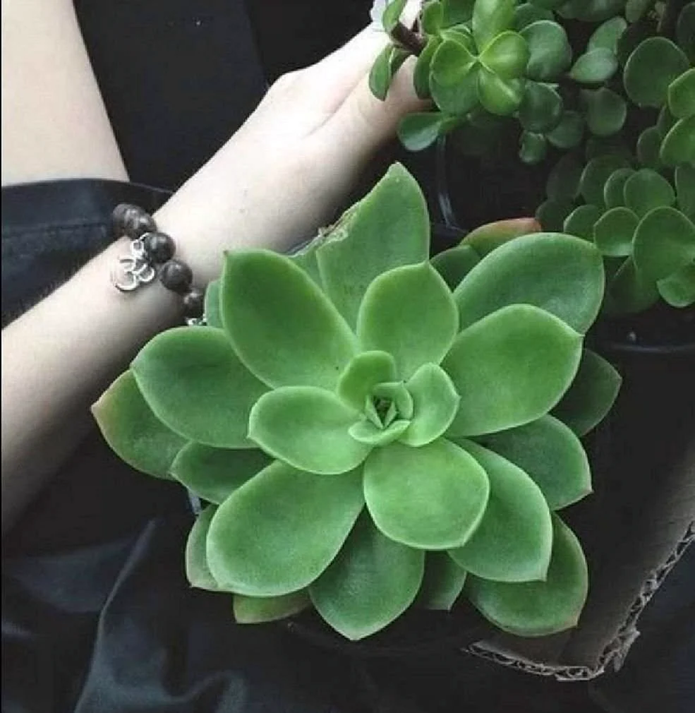 Маркус суккулент