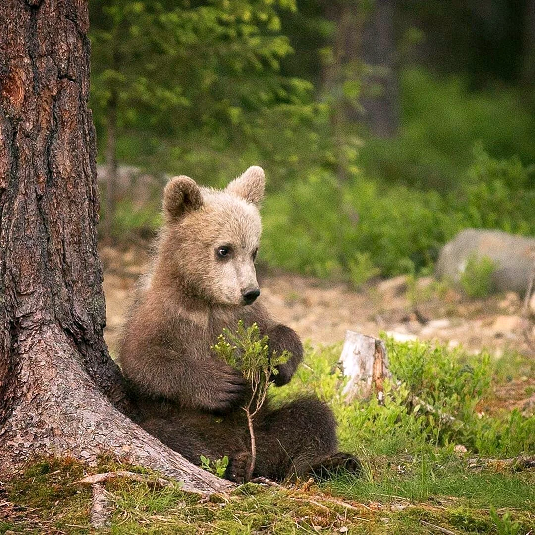 Медвежата