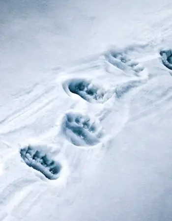 Медвежьи следы на снегу