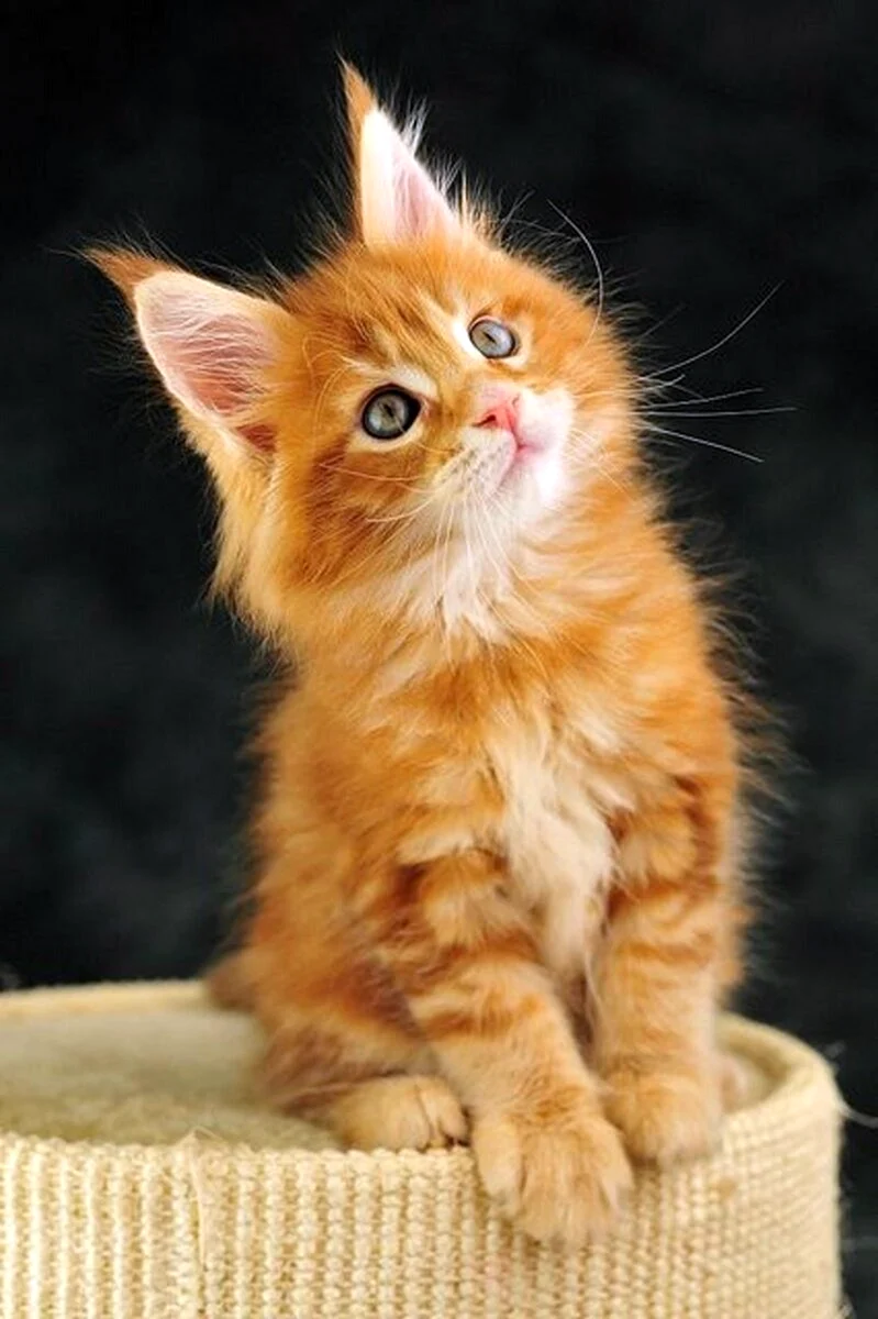 Мейн кун рыжий котенок