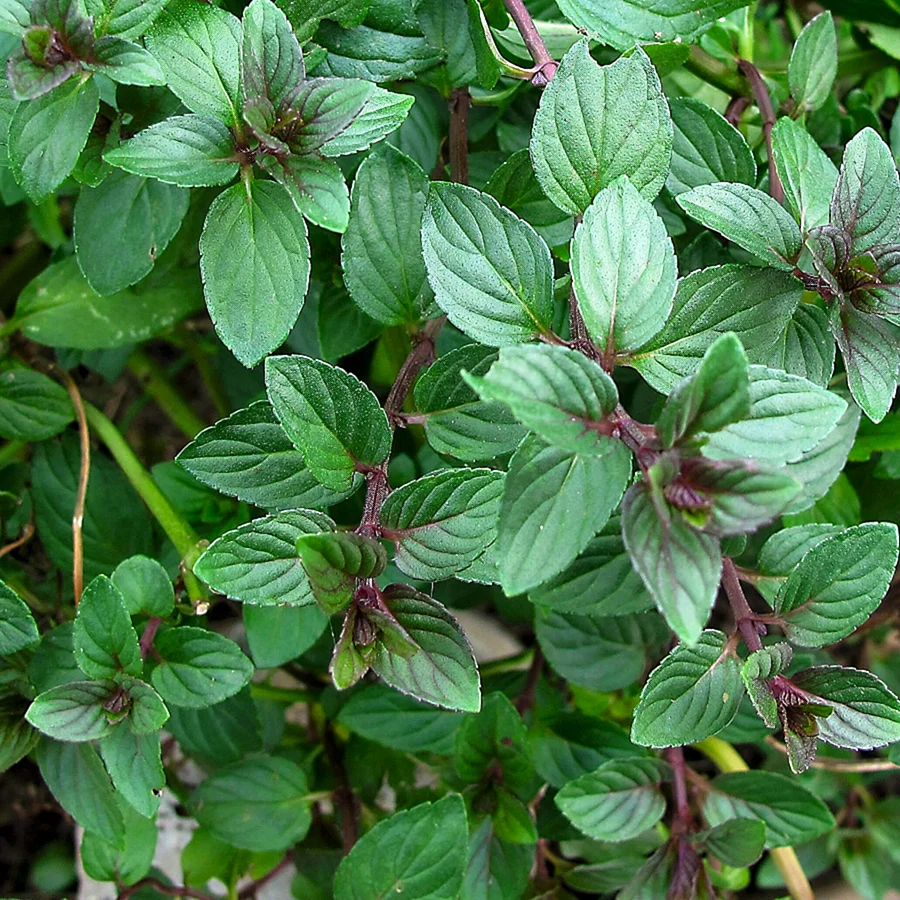 Мята перечная Mentha piperita