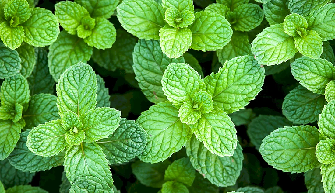 Мята перечная Mentha piperita