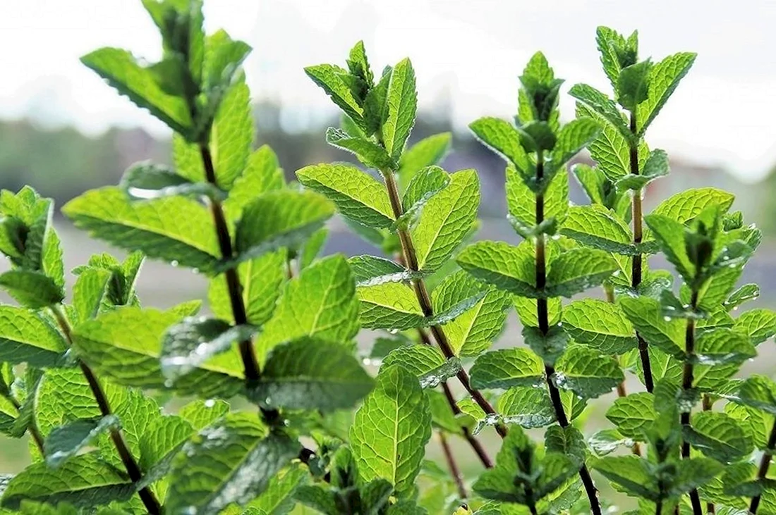 Мята перечная Mentha piperita