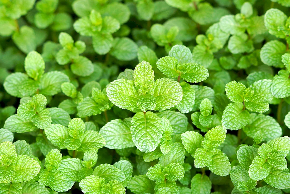 Мята перечная Mentha piperita