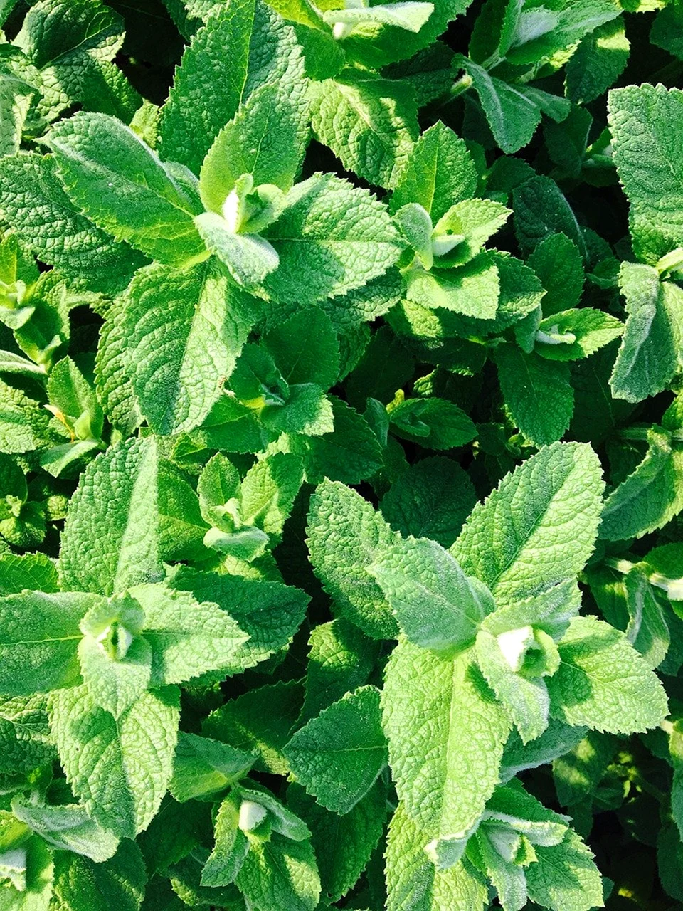 Мята перечная Mentha piperita