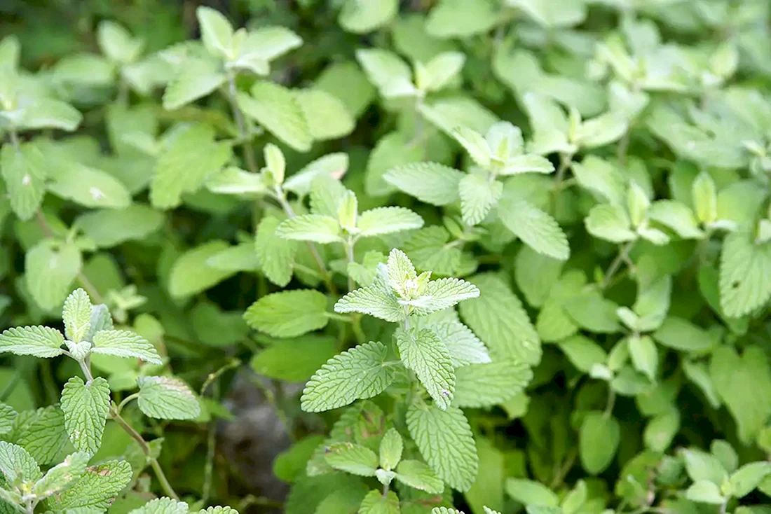 Мята перечная Mentha piperita