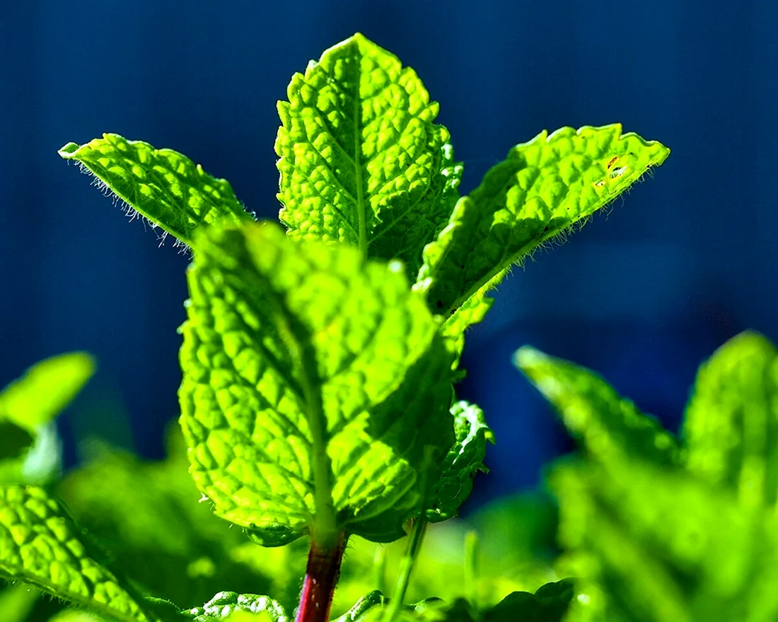Мята перечная Mentha piperita