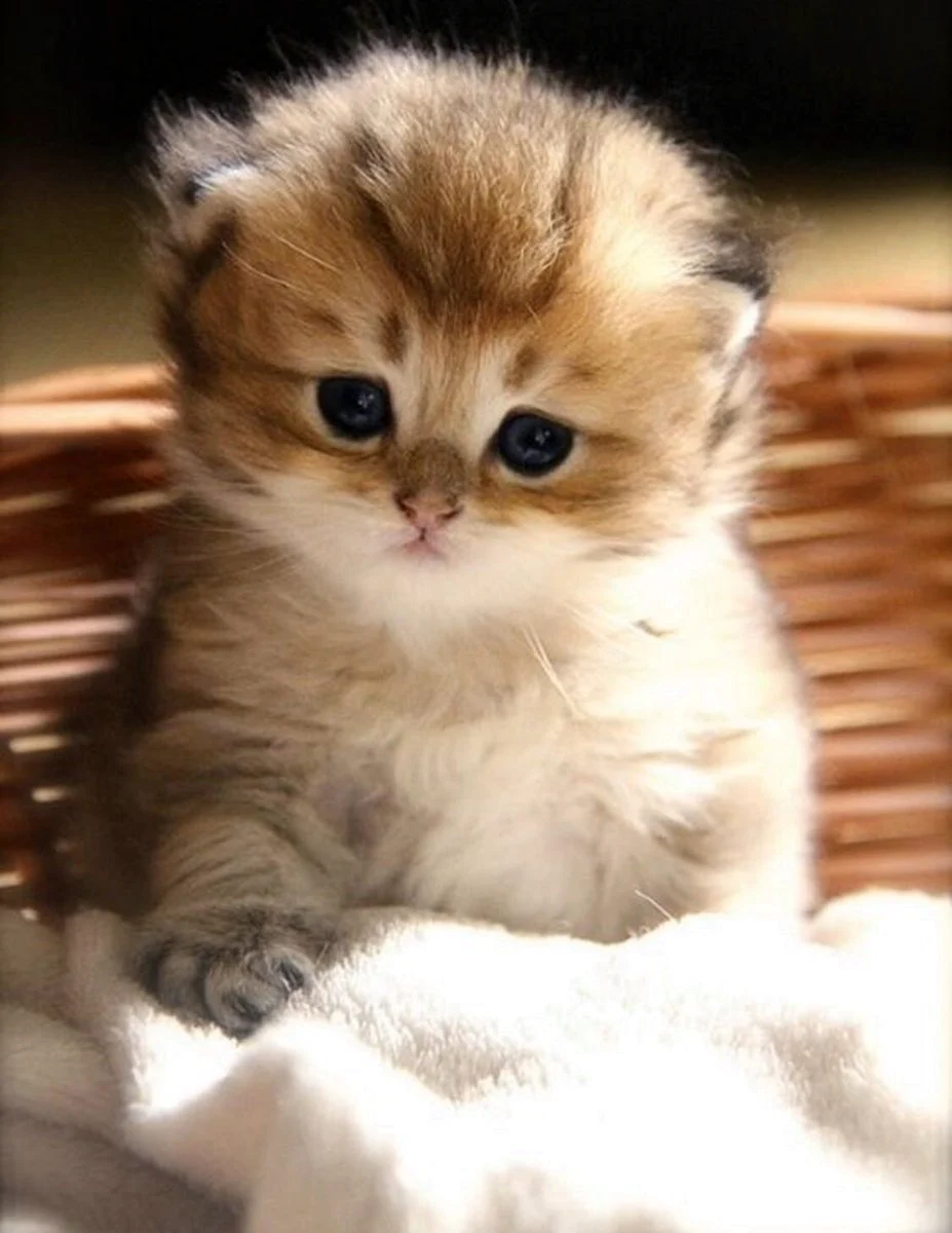Миленькие котята