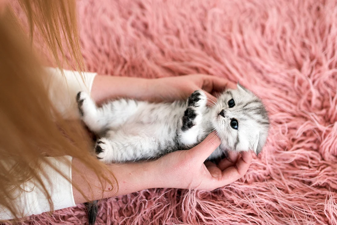 Милые кошечки