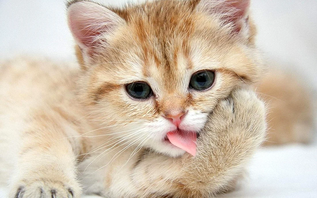 Милые кошечки