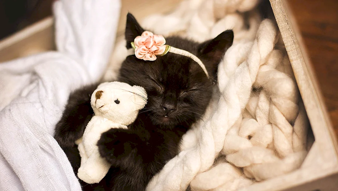 Милые котята