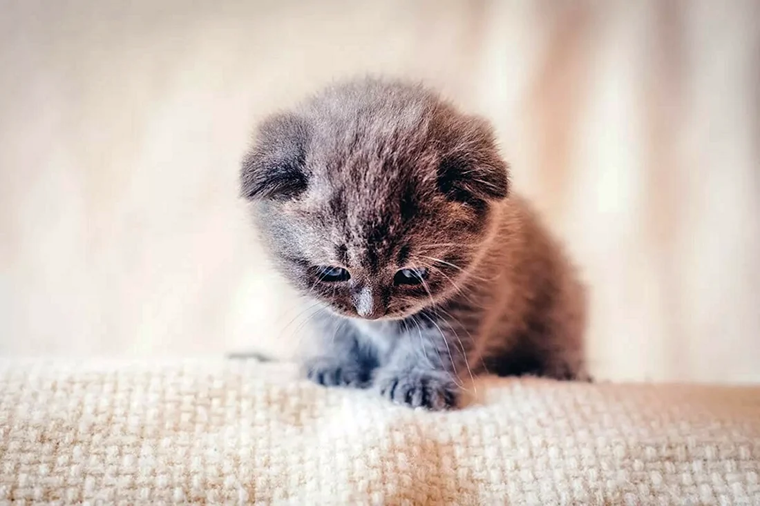 Милые котята