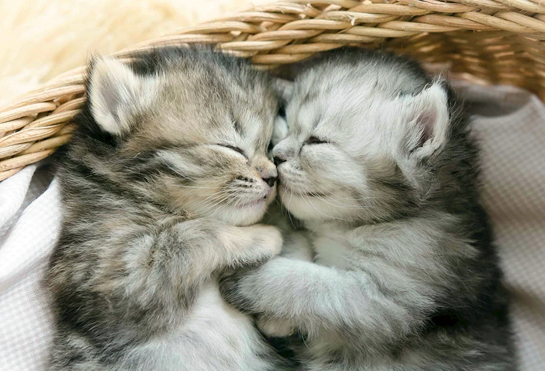 Милые котятки