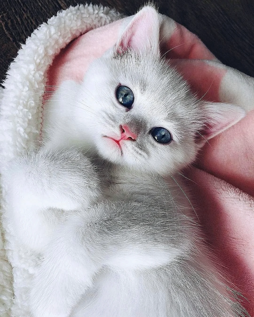Милые котики