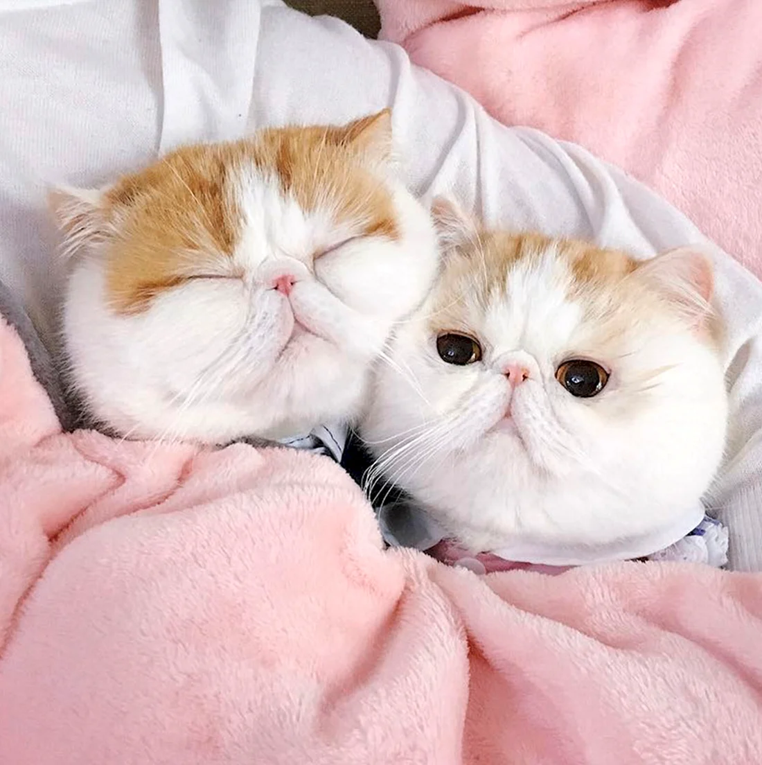 Милые котики