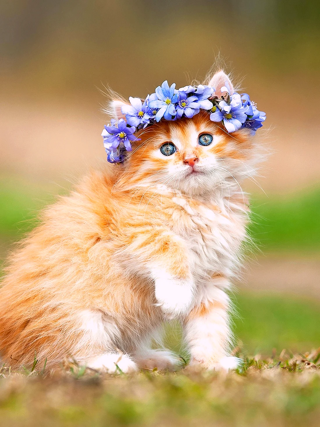 Милые котики
