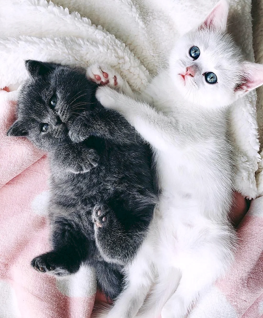 Милые котики