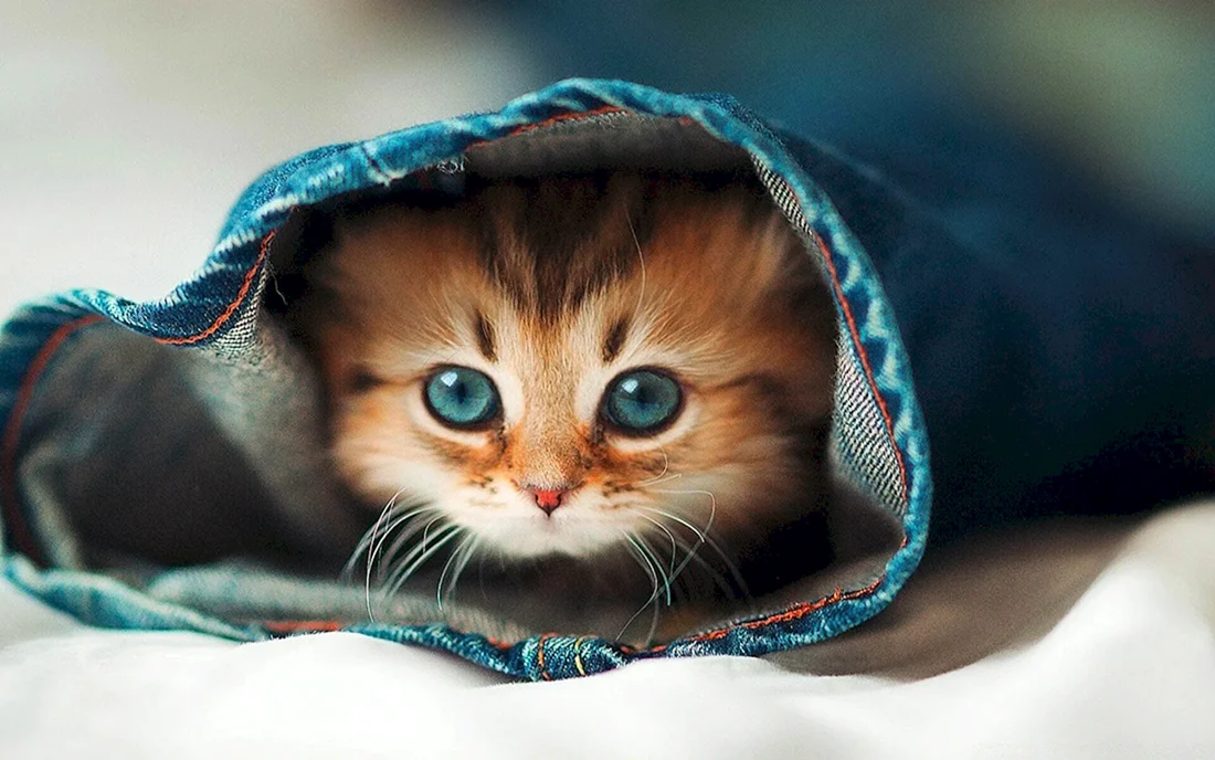 Милые котики