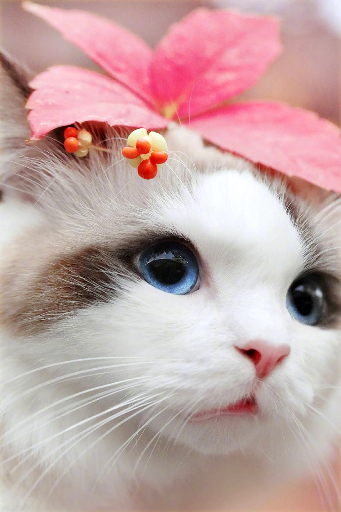 Милые котики