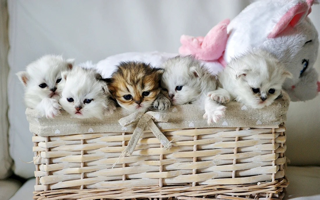 Милые котики