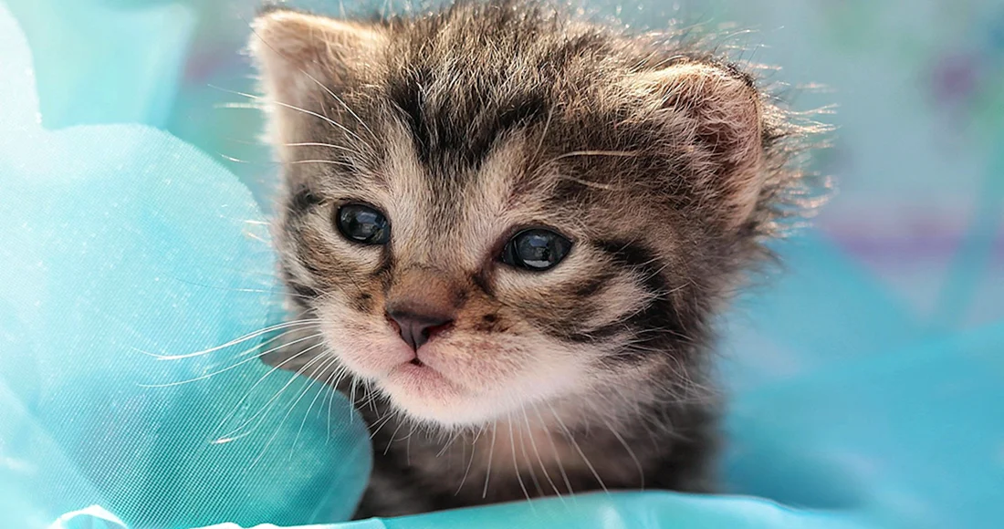 Милые котики