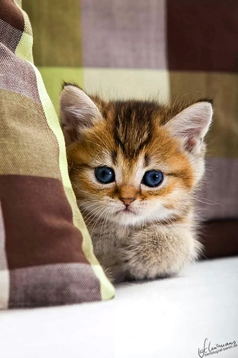 Милые котики