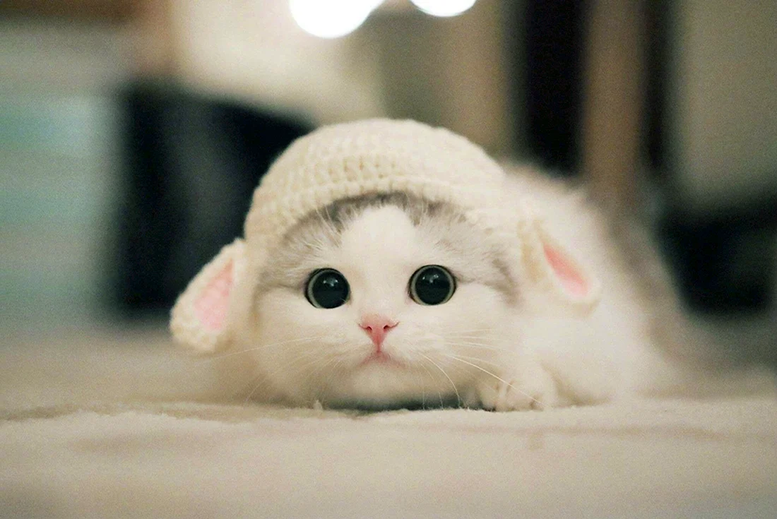 Милые котики