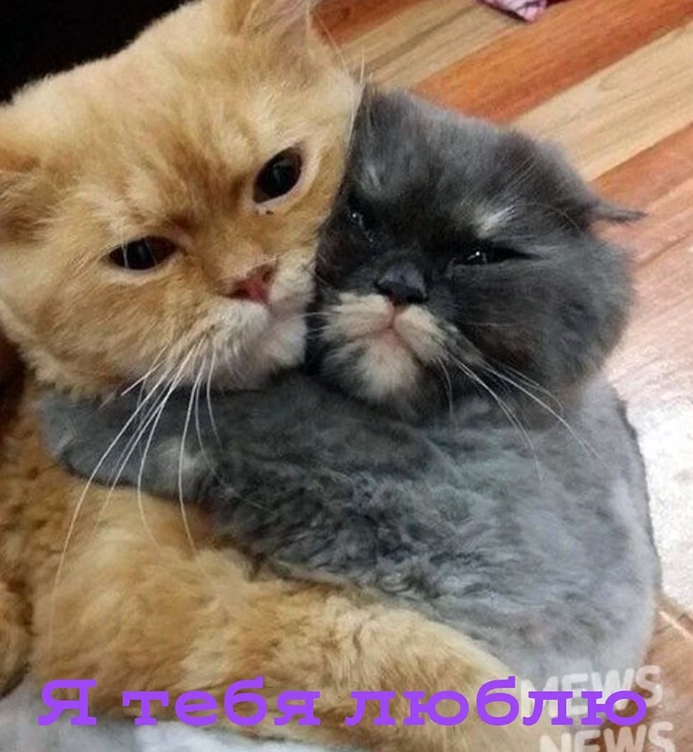 Милые котики