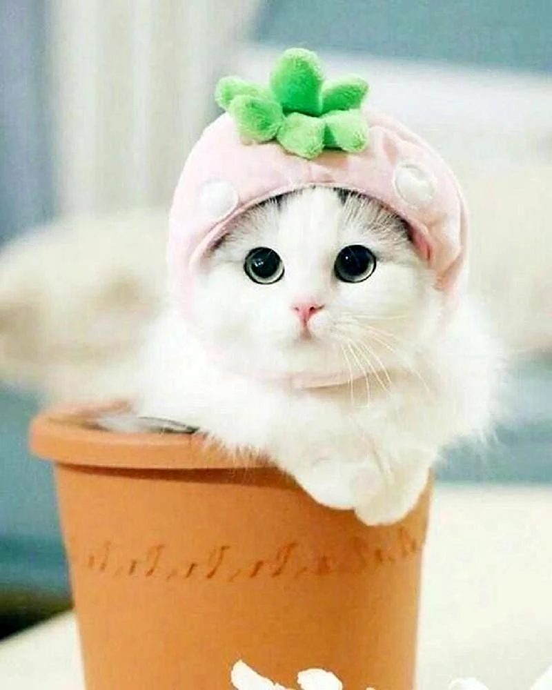 Милые котики