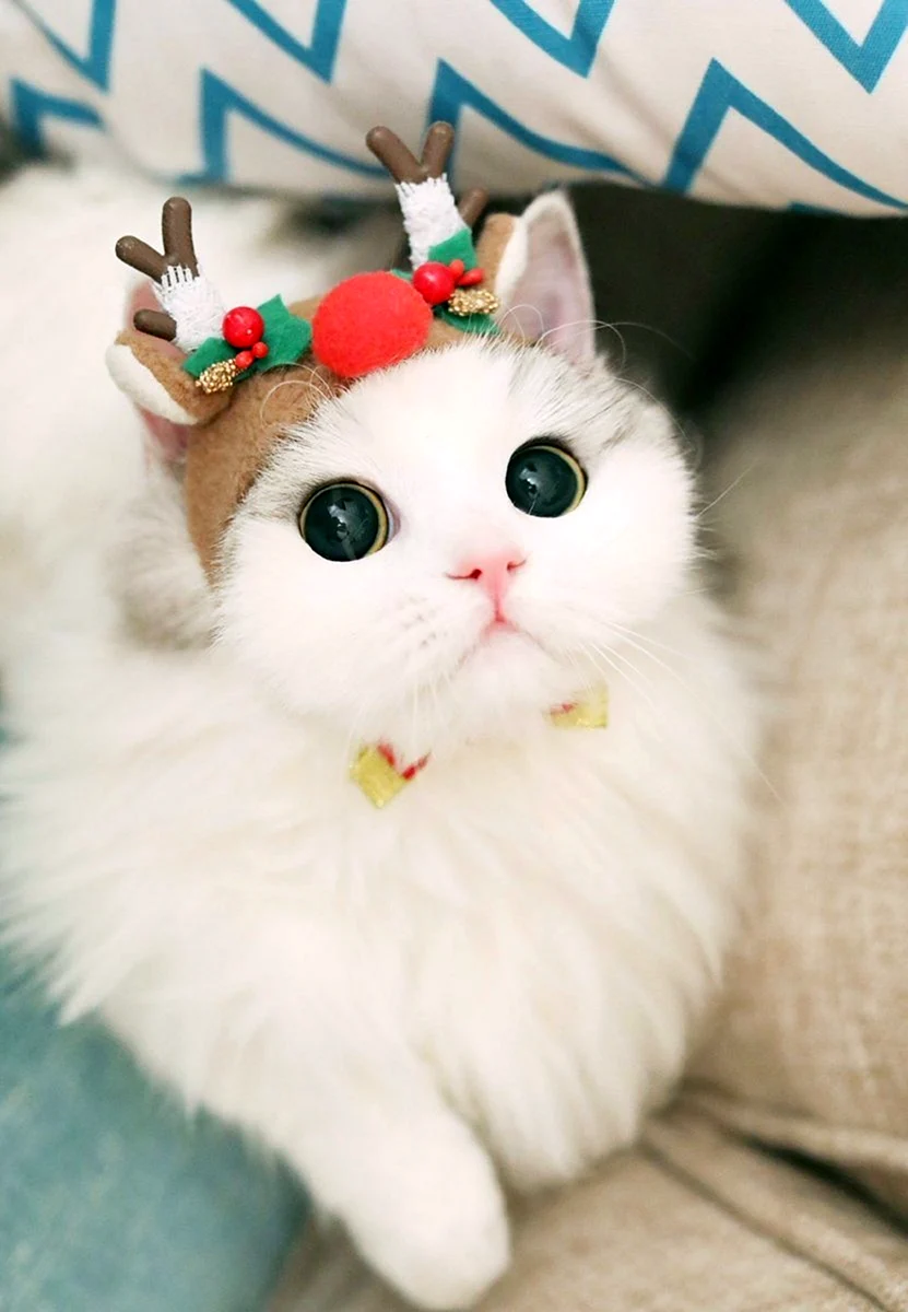 Милые коты