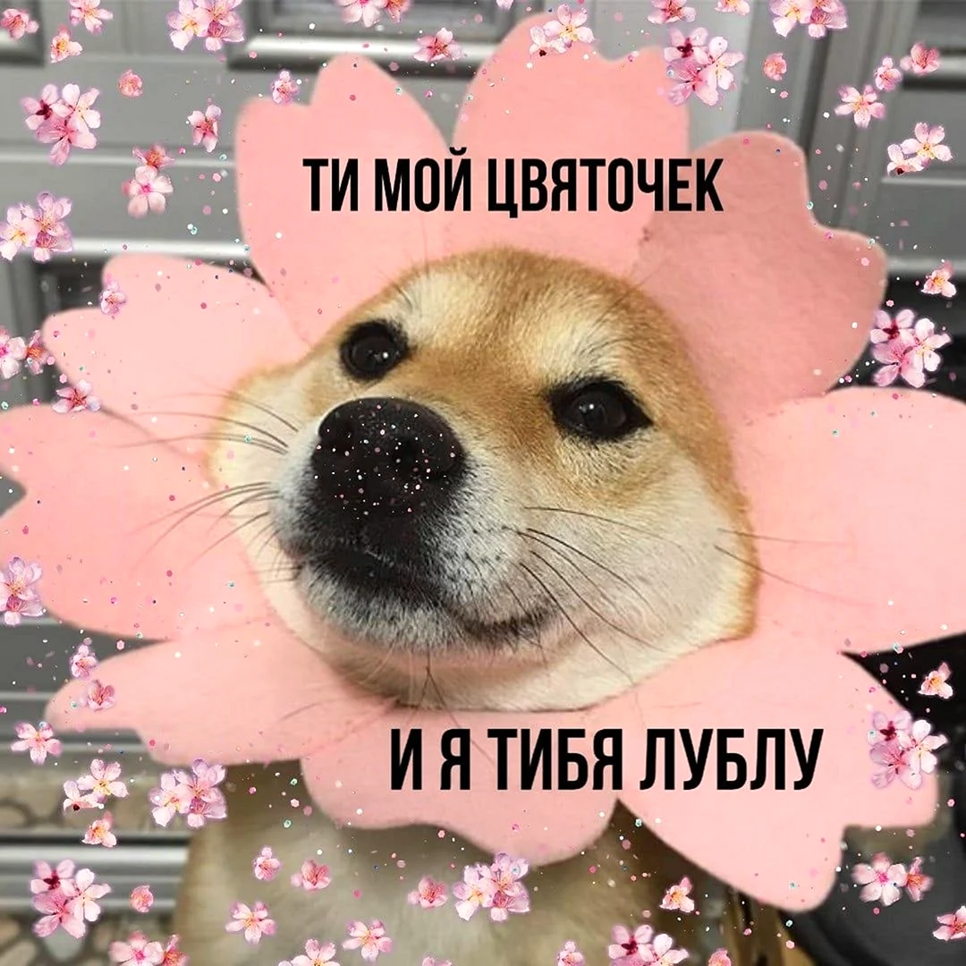 Милые мемы