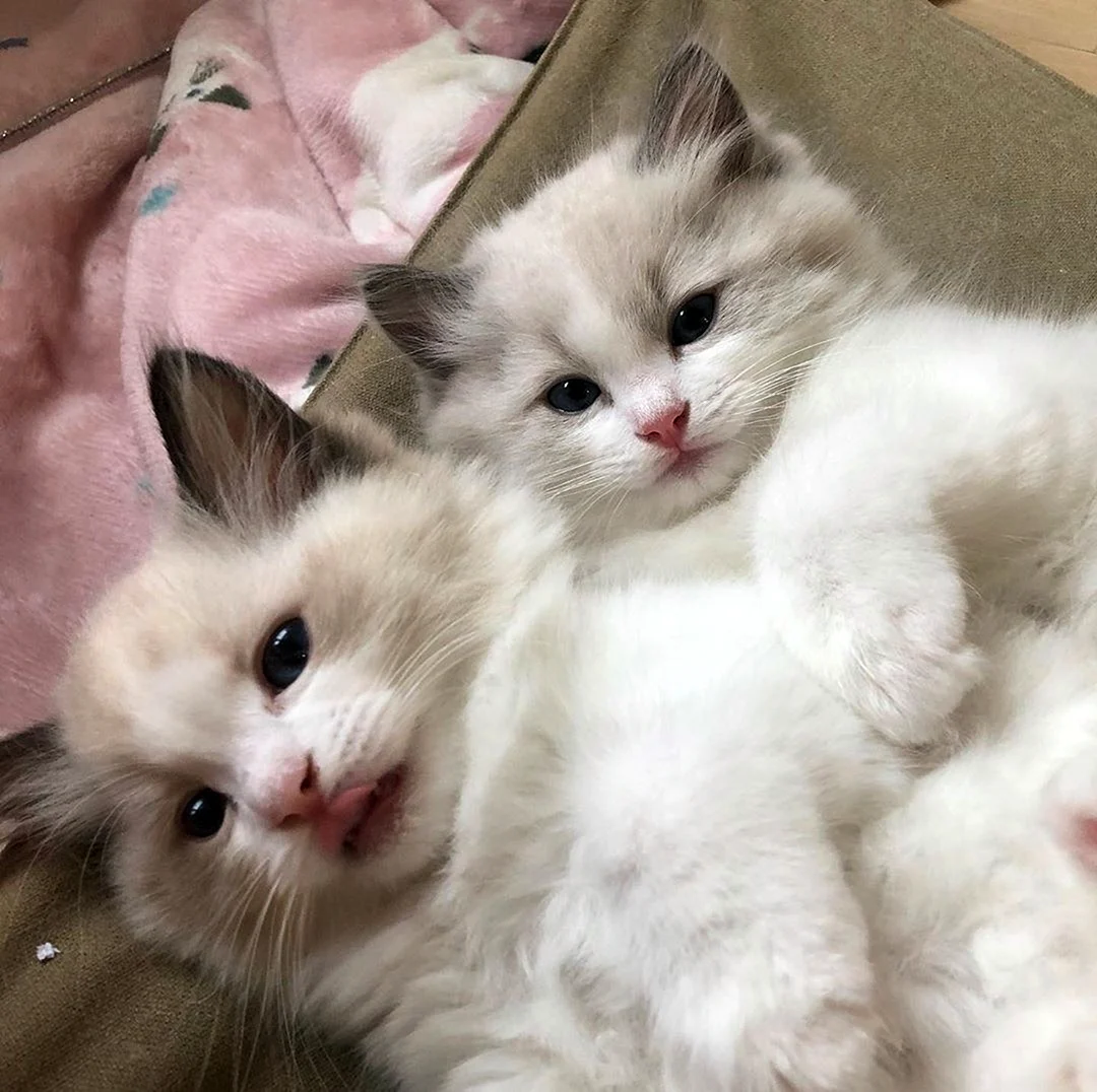 Милый котик с надписью