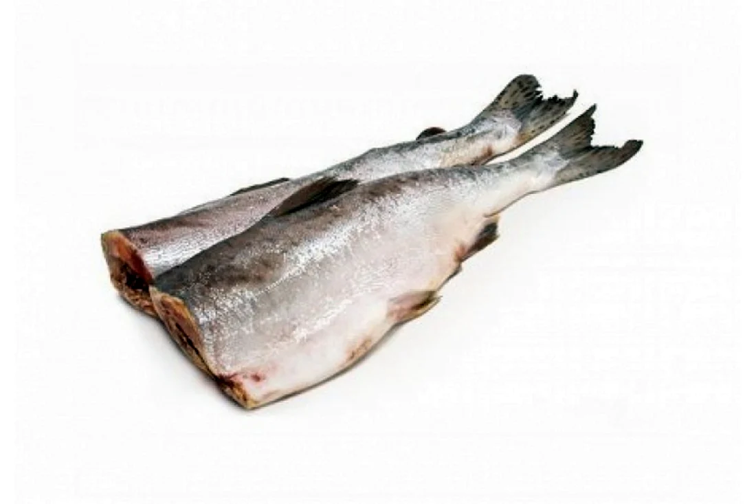 Минтай Штурман КФ