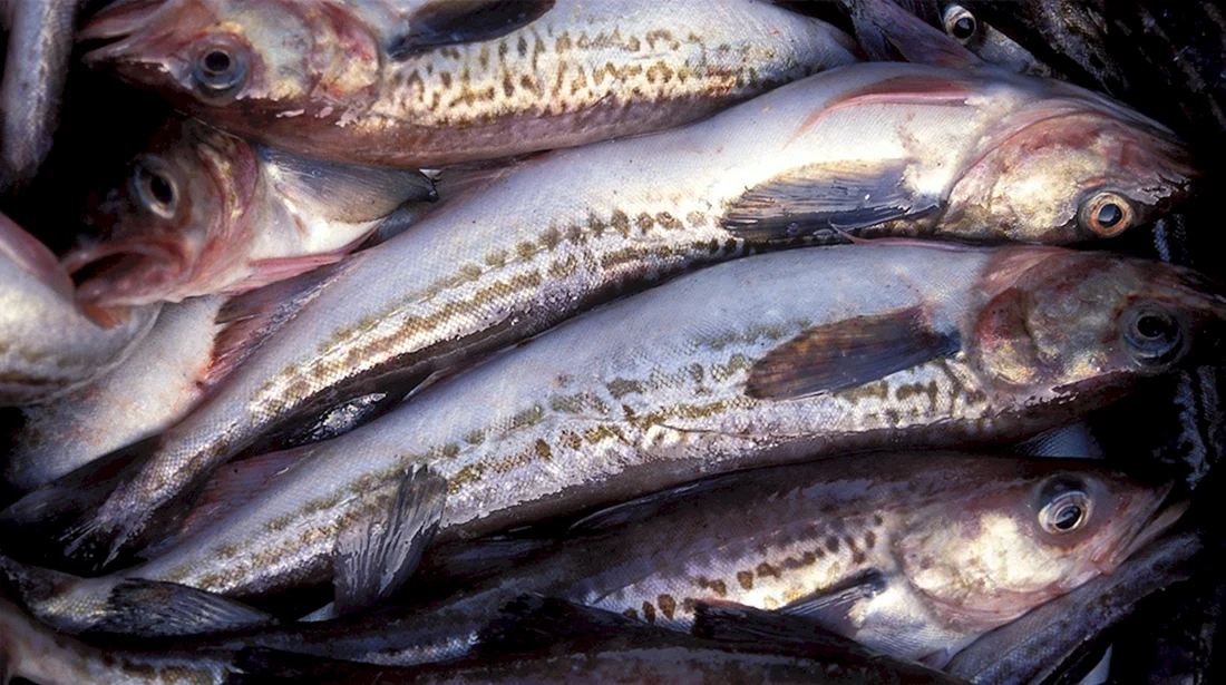 Минтай Theragra chalcogramma