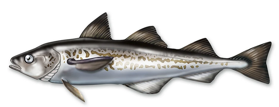 Минтай Theragra chalcogramma