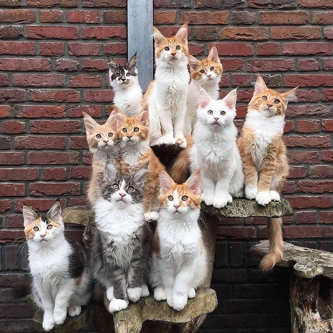 Много кошек