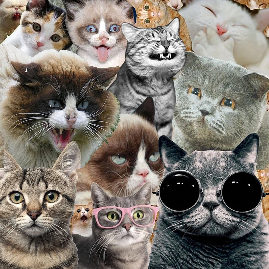 Много кошек