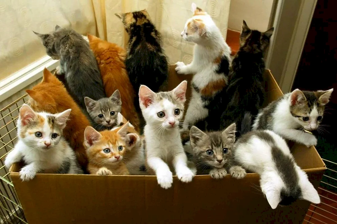 Много кошек