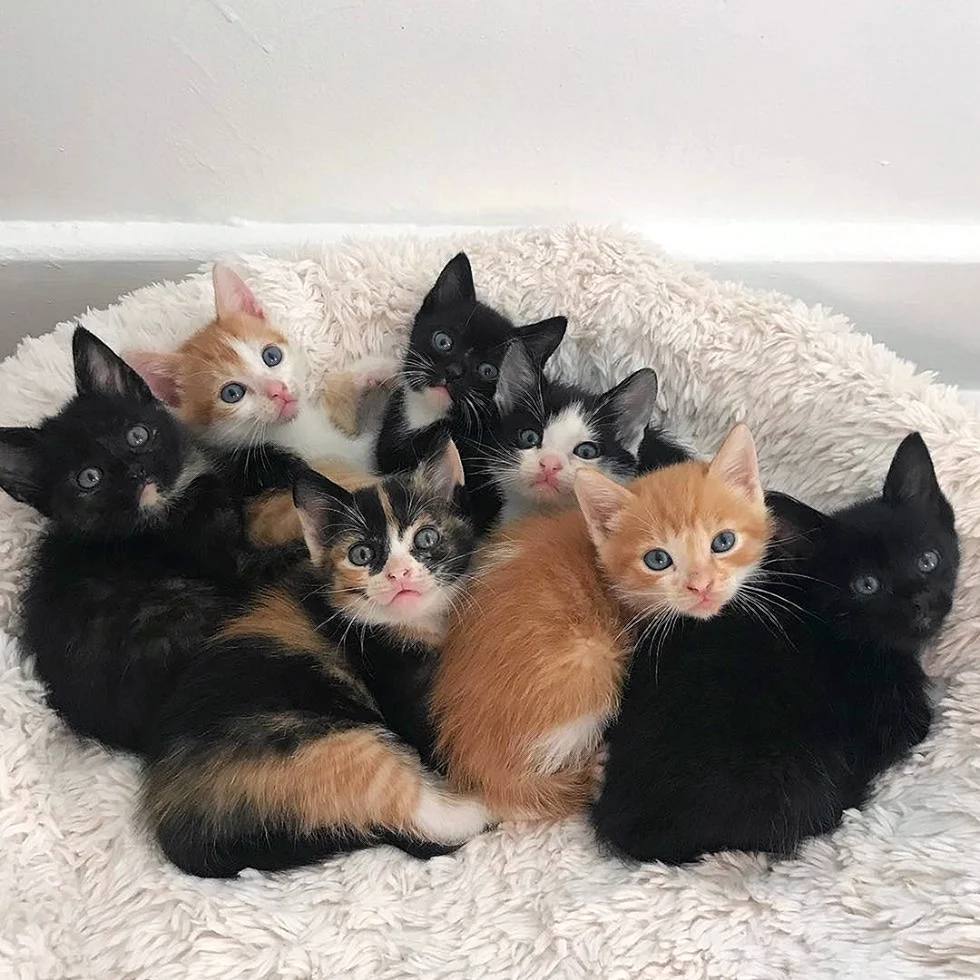 Много кошек