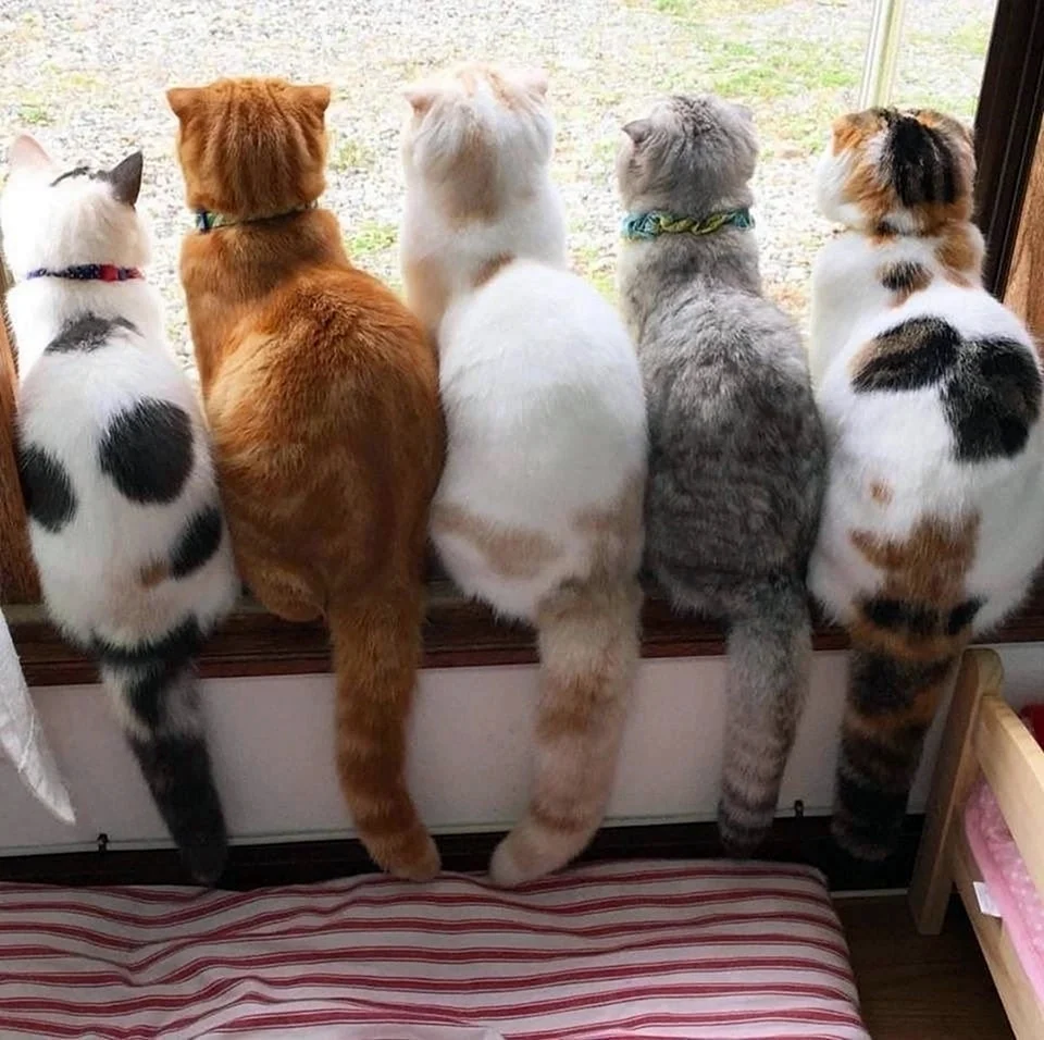 Много кошек