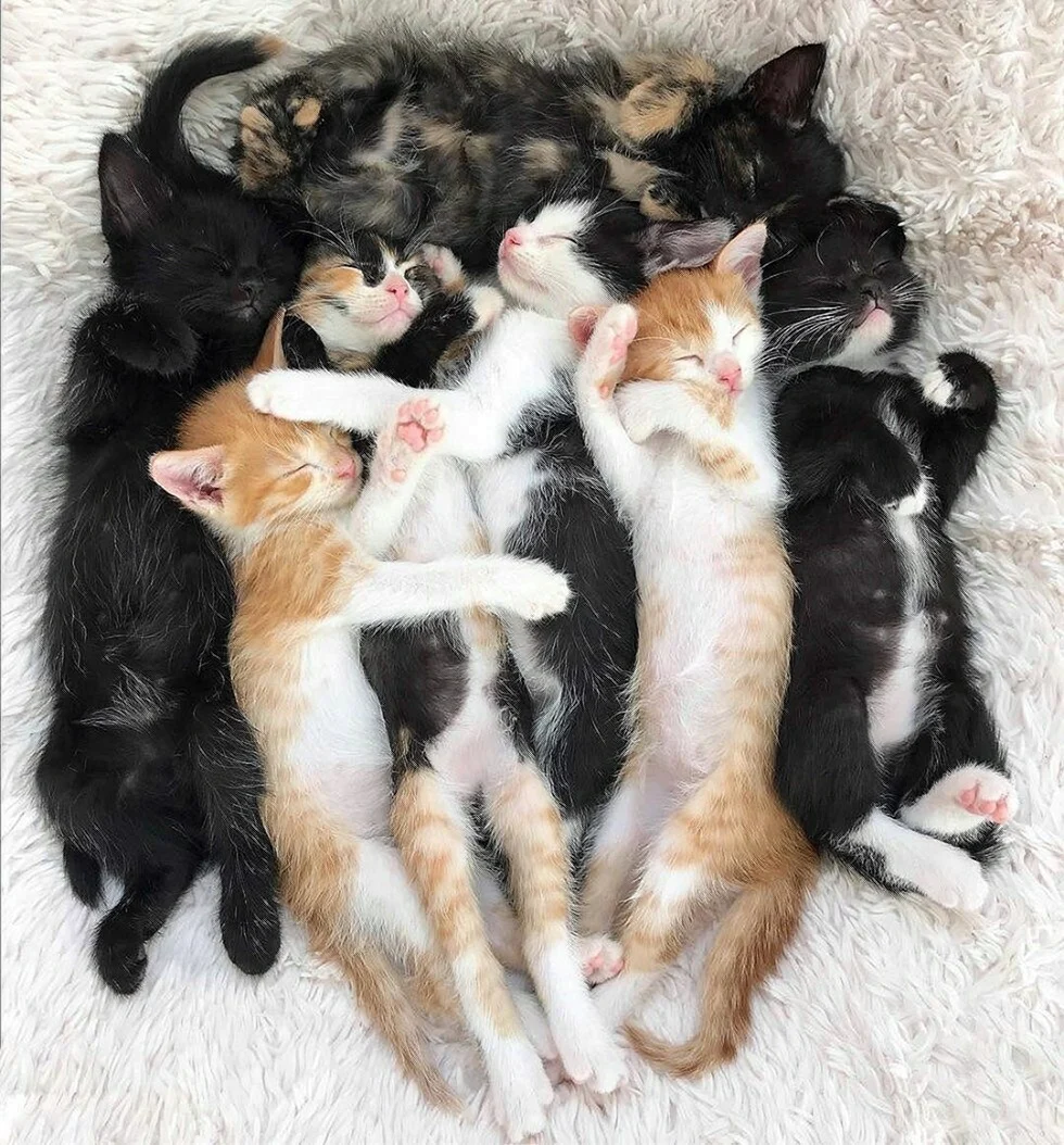Много кошек