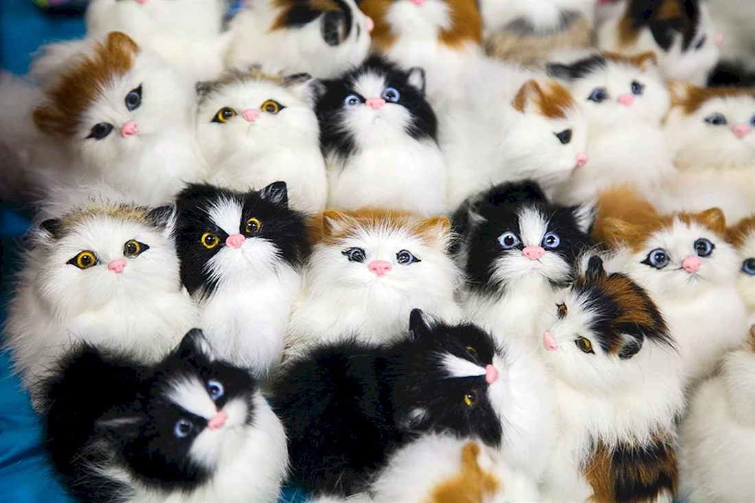 Много кошек