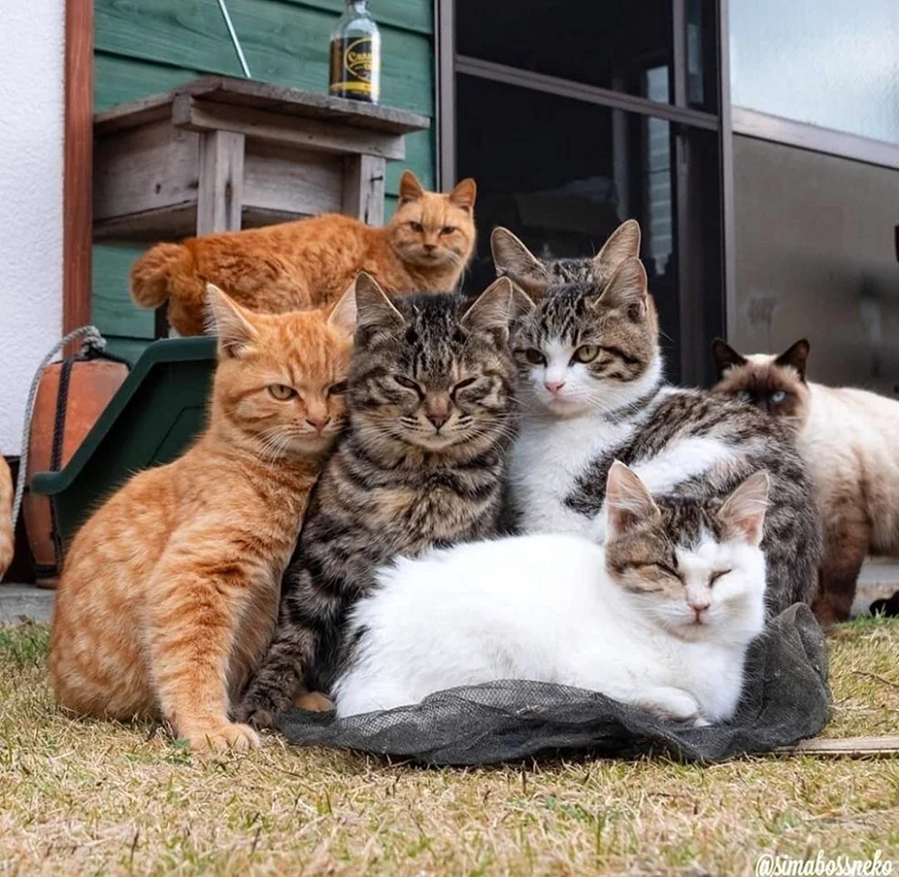 Много кошек