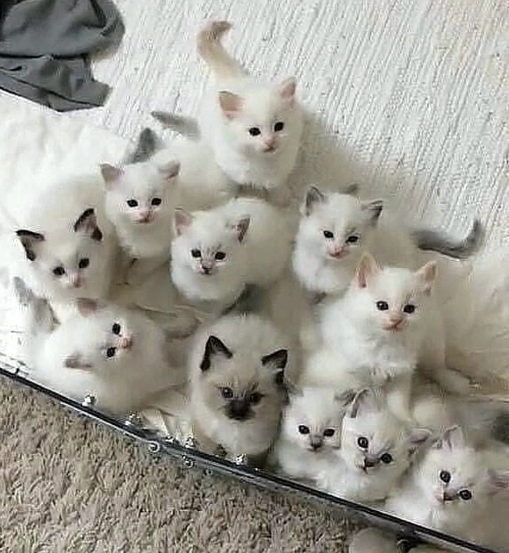 Много котят