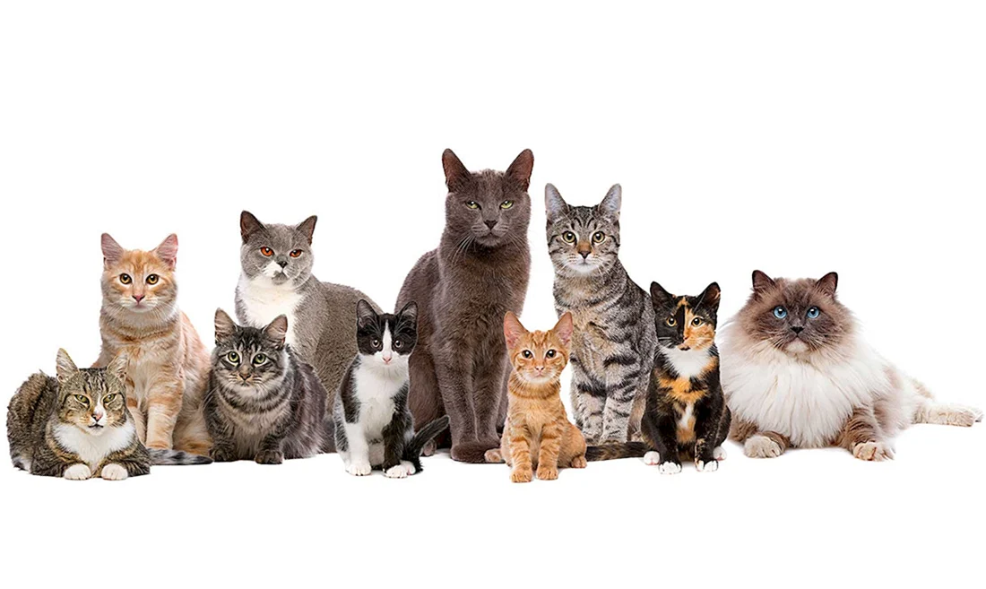 Много котиков