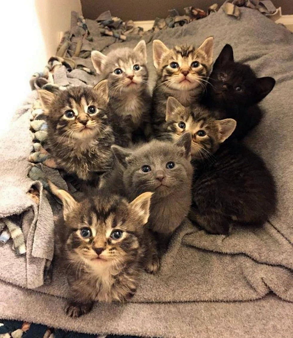 Много котиков