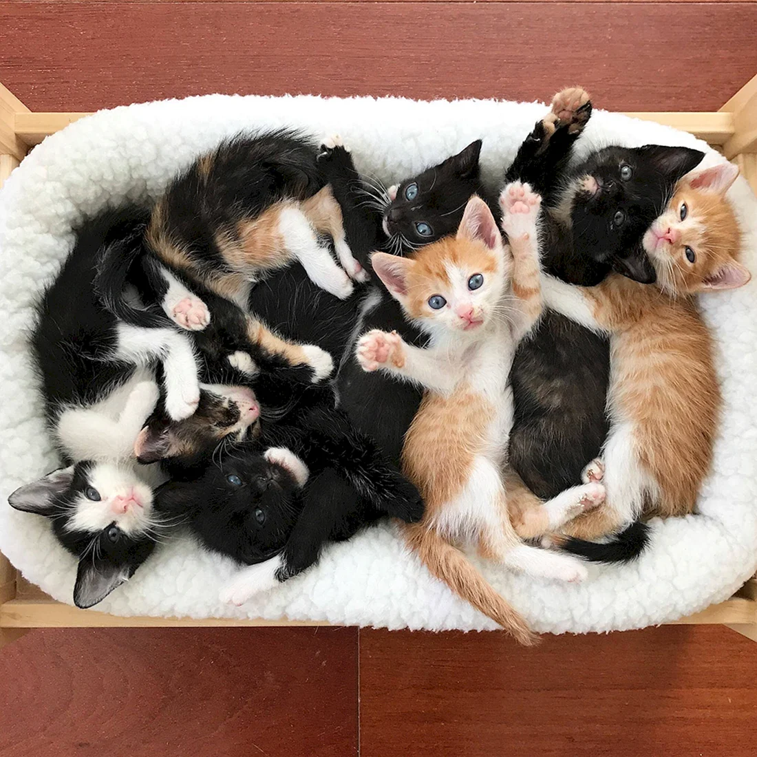 Много котиков